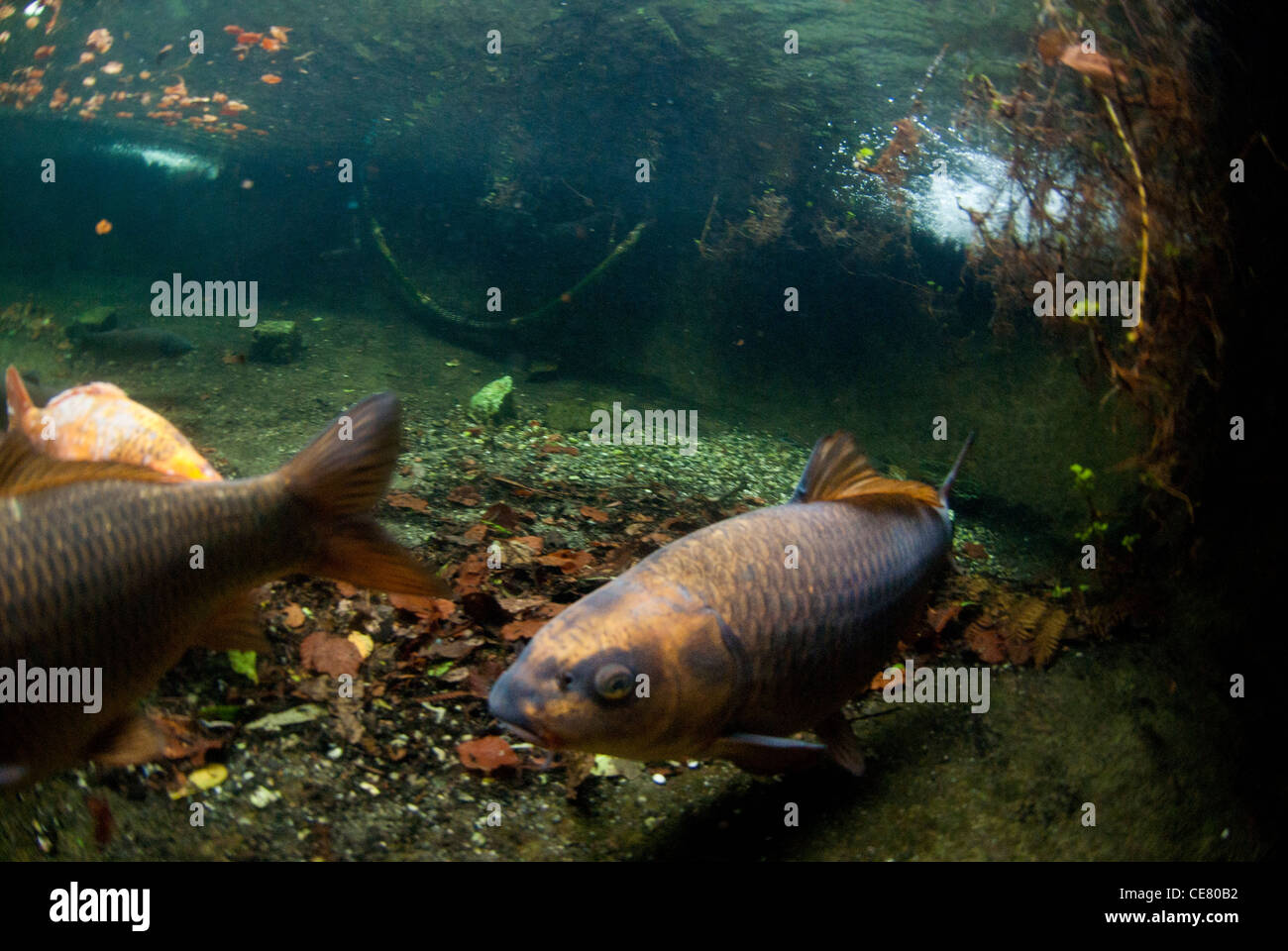 Koi-Karpfen herumschwimmen Stockfoto