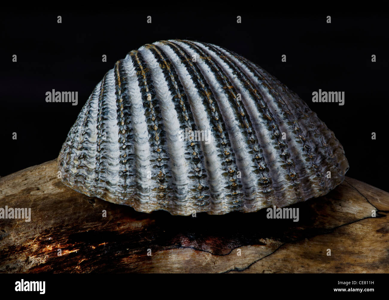 Herzmuschel-Shell auf Treibholz vor dunklem Hintergrund Stockfoto