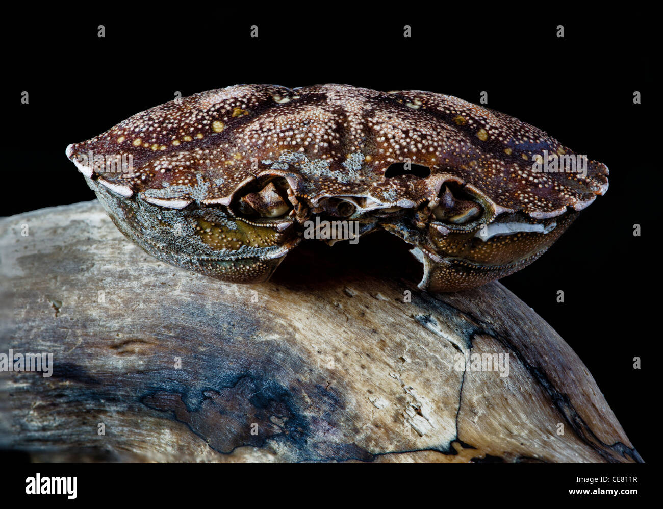 Eine Krabbe-Shell auf Treibholz Stockfoto