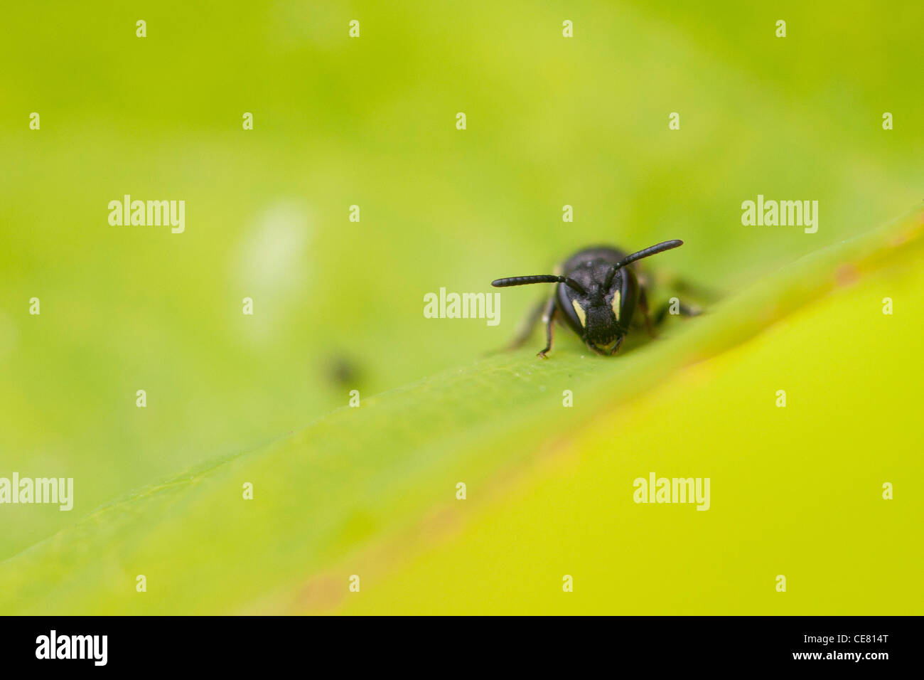 Schlupfwespe auf einem Blatt. Stockfoto