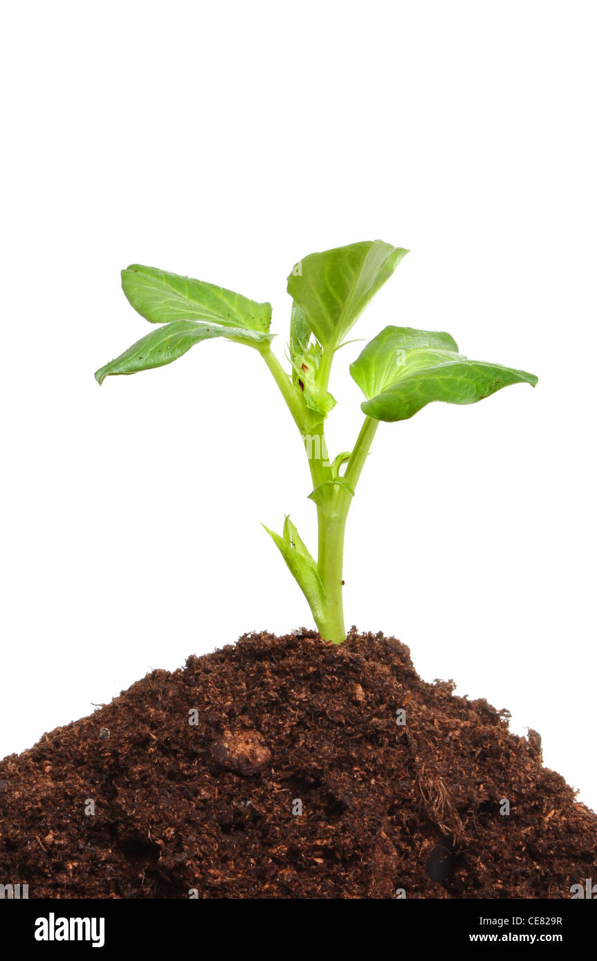 Keimling-Pflanze wächst in einem Erdhügel von Kompost vor einem weißen Hintergrund Stockfoto