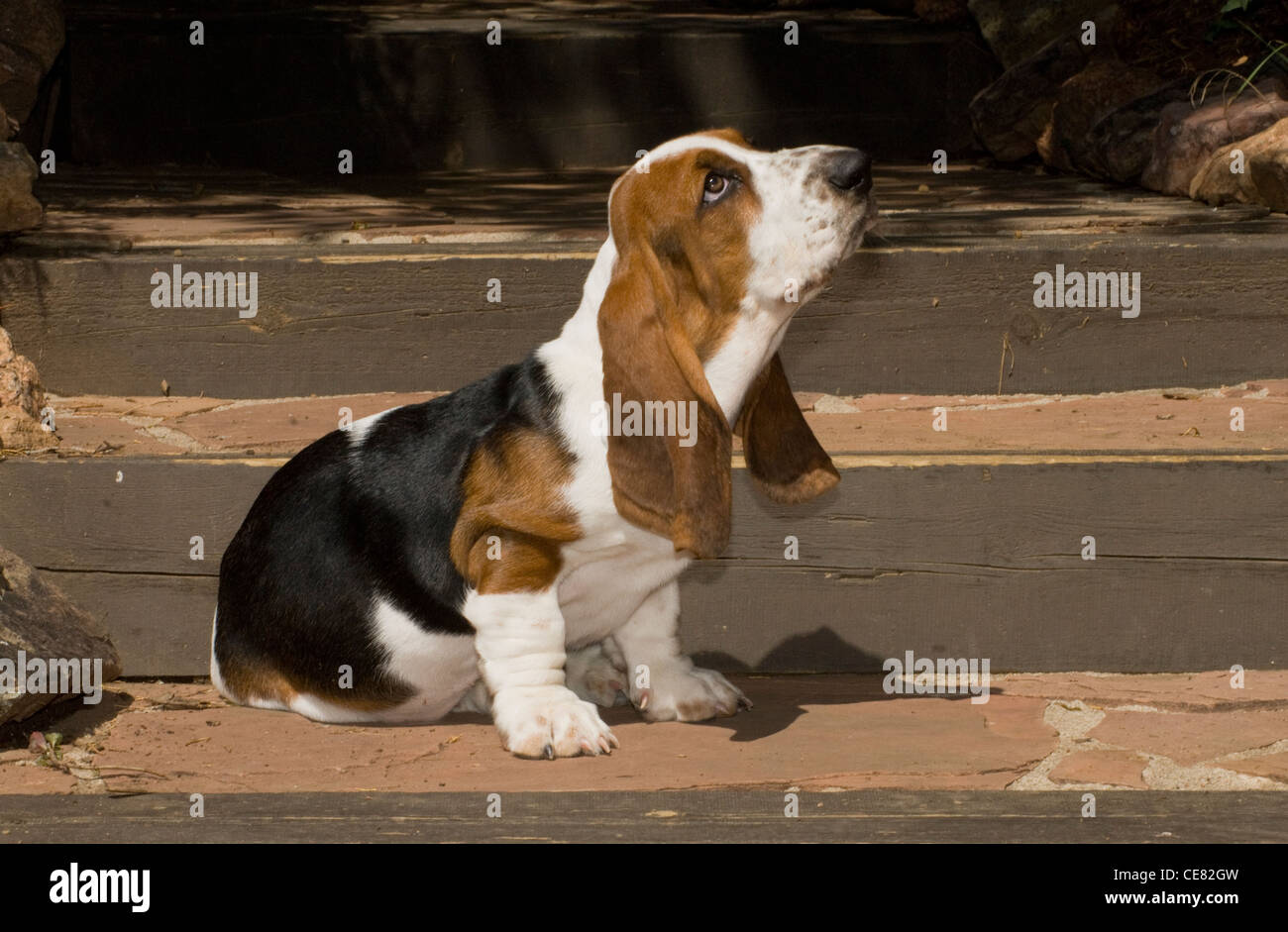 Basset Hound Welpen auf Treppe Stockfoto