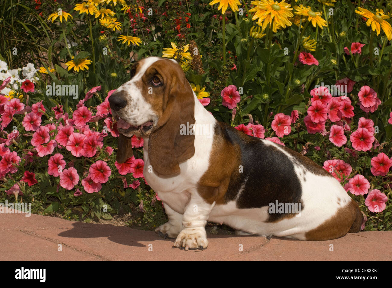 Basset Hound von Blumen sitzen Stockfoto