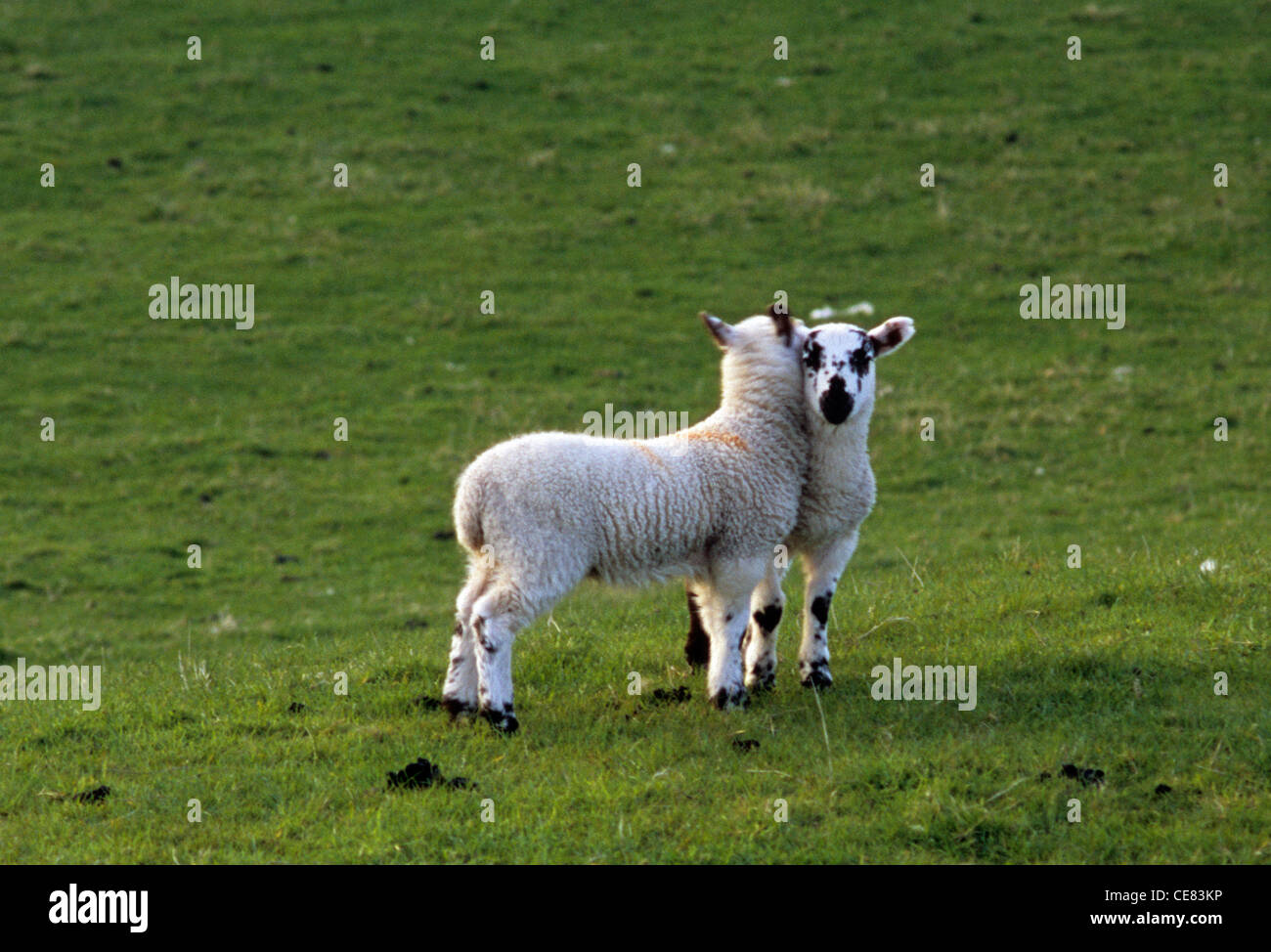 Lämmer beschnuppern auf einer Wiese in Innerleithen, in der Nähe von Traquair im Tweed Valley of Scottish Borders UK Stockfoto