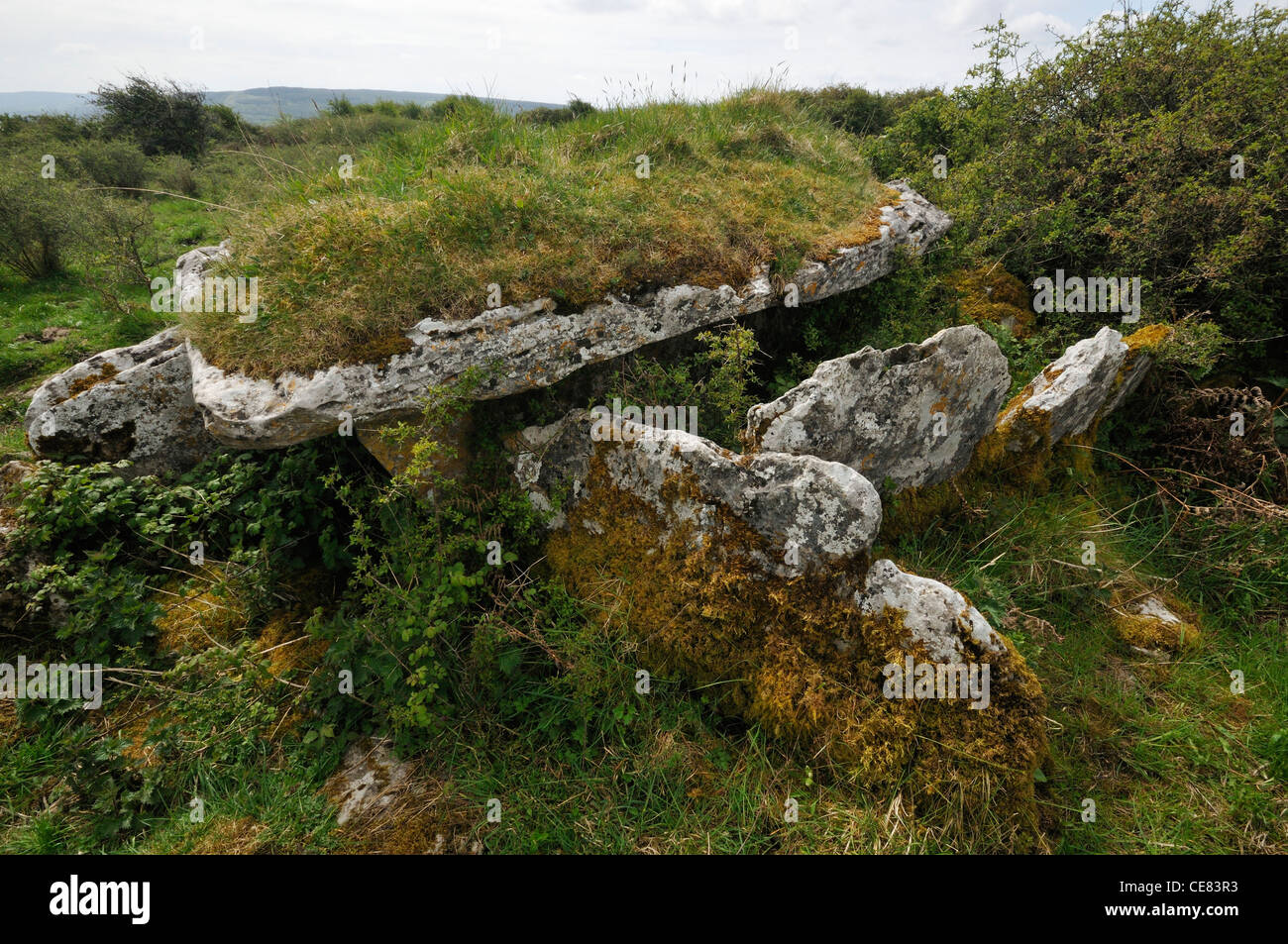 Überwuchert megalithischen Wedge Tomb Killinaboy Common, Burren, Irland Stockfoto