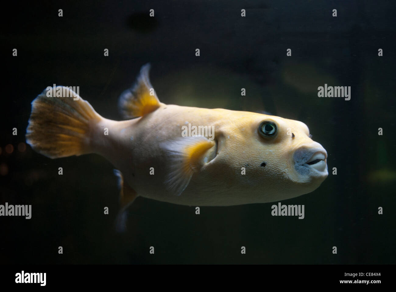 Kugelfische im aquarium Stockfoto