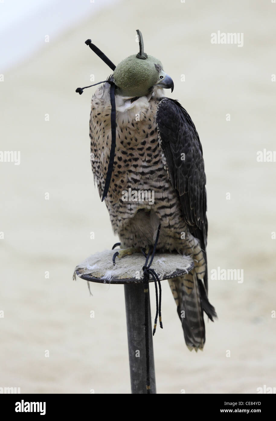 Hooded Falcon auf einem arabischen Camp in Doha, Katar Stockfoto