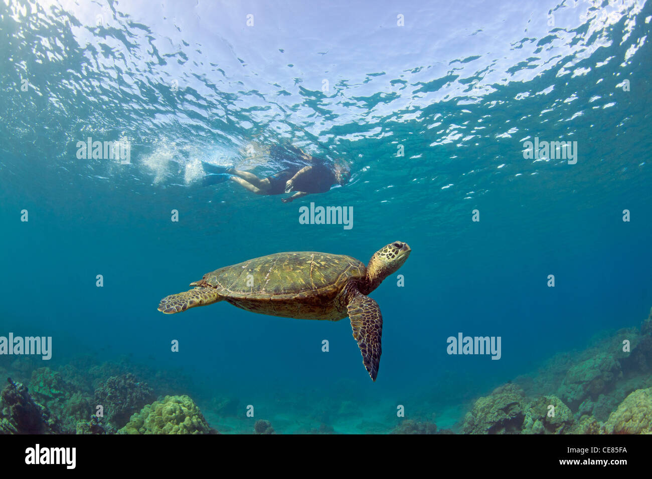 Grüne Meeresschildkröte mit Schnorchler in Makena, Maui, Hawaii. Stockfoto