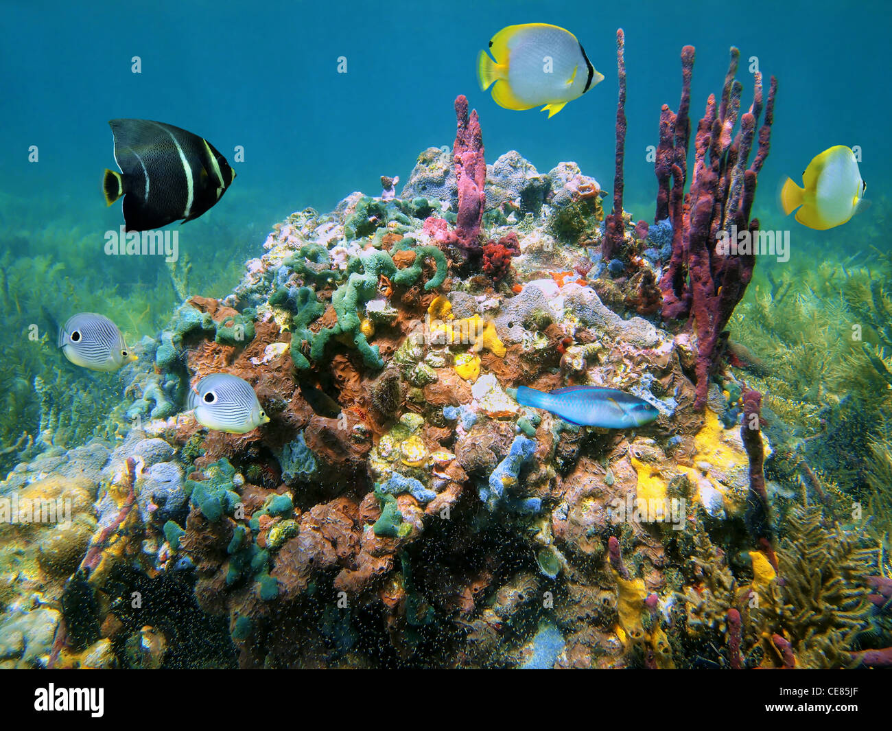 Bunte Unterwasserwelt mit Schwämmen und tropische Fische unter Wasser Meer, Caribbean Stockfoto
