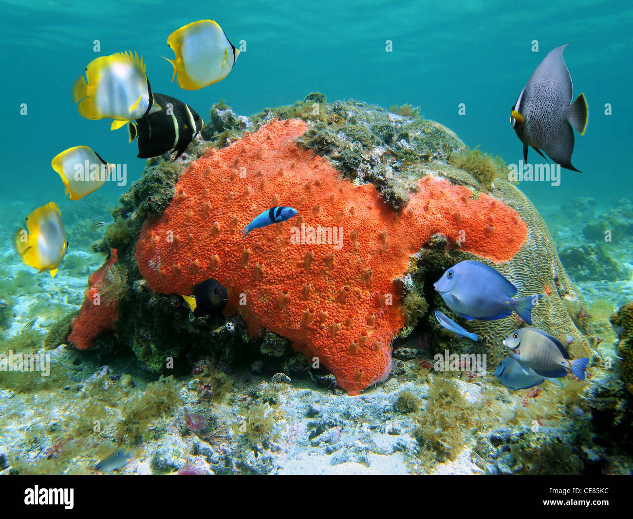 Bunte tropische Fische unter Wasser mit einem roten langweilig Schwamm, Karibik Stockfoto