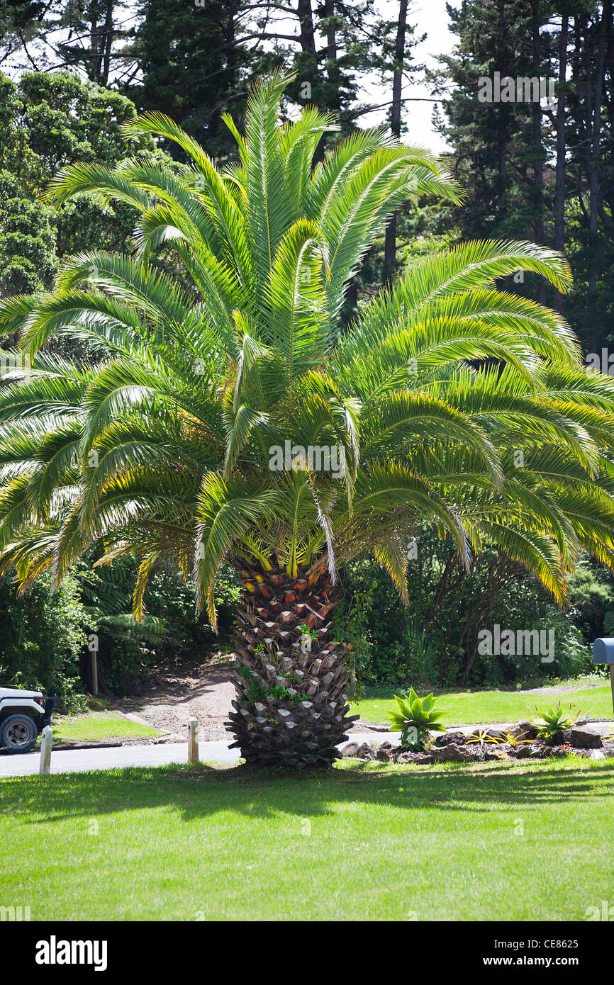 Eine große Dattelpalme an Tutukaka, Northland, Nordinsel, Neuseeland. Stockfoto