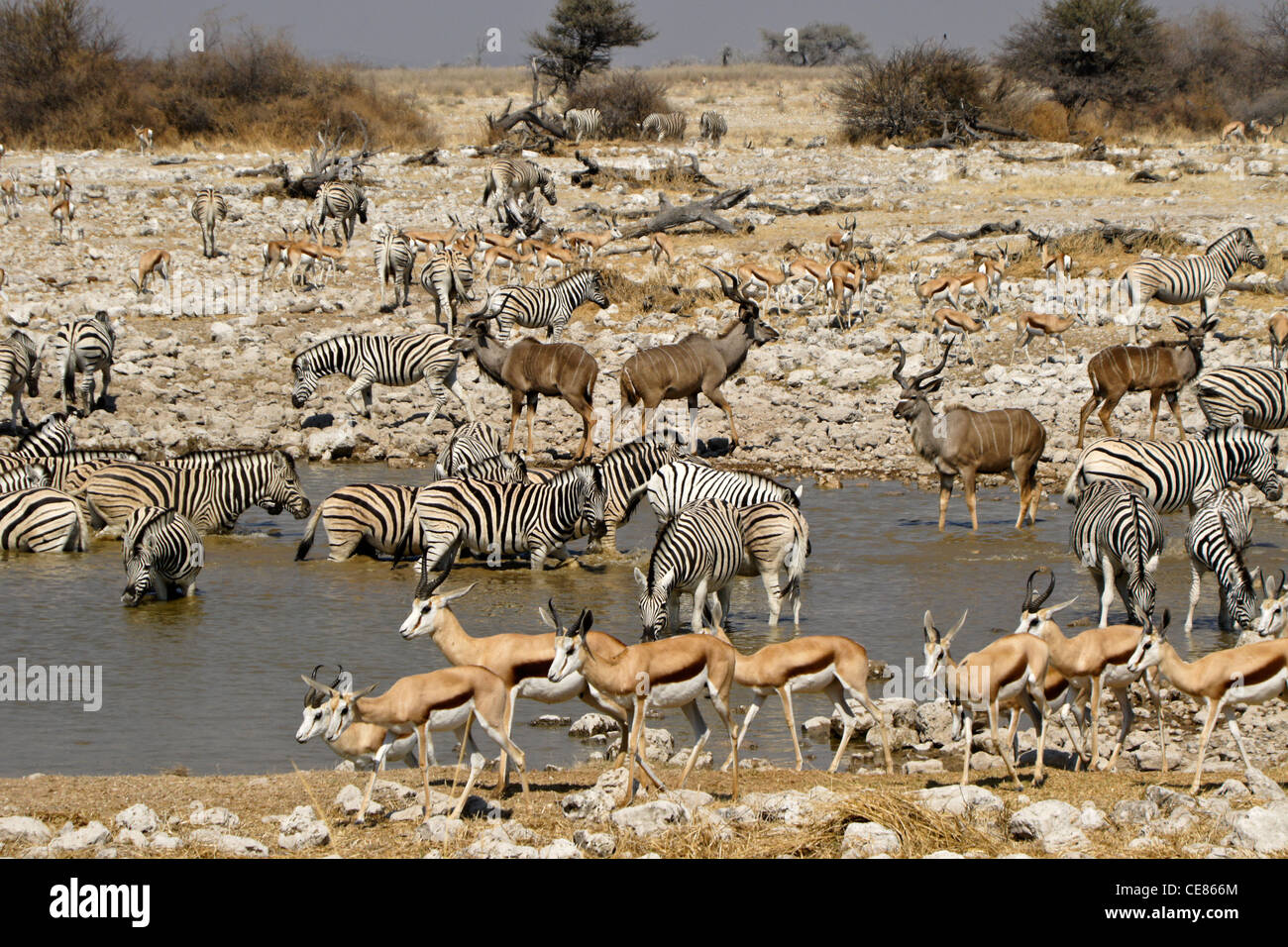 Größere Kudus, Springböcke und Zebras am Wasserloch, Okaukuejo, Etosha NP, Namibia Stockfoto