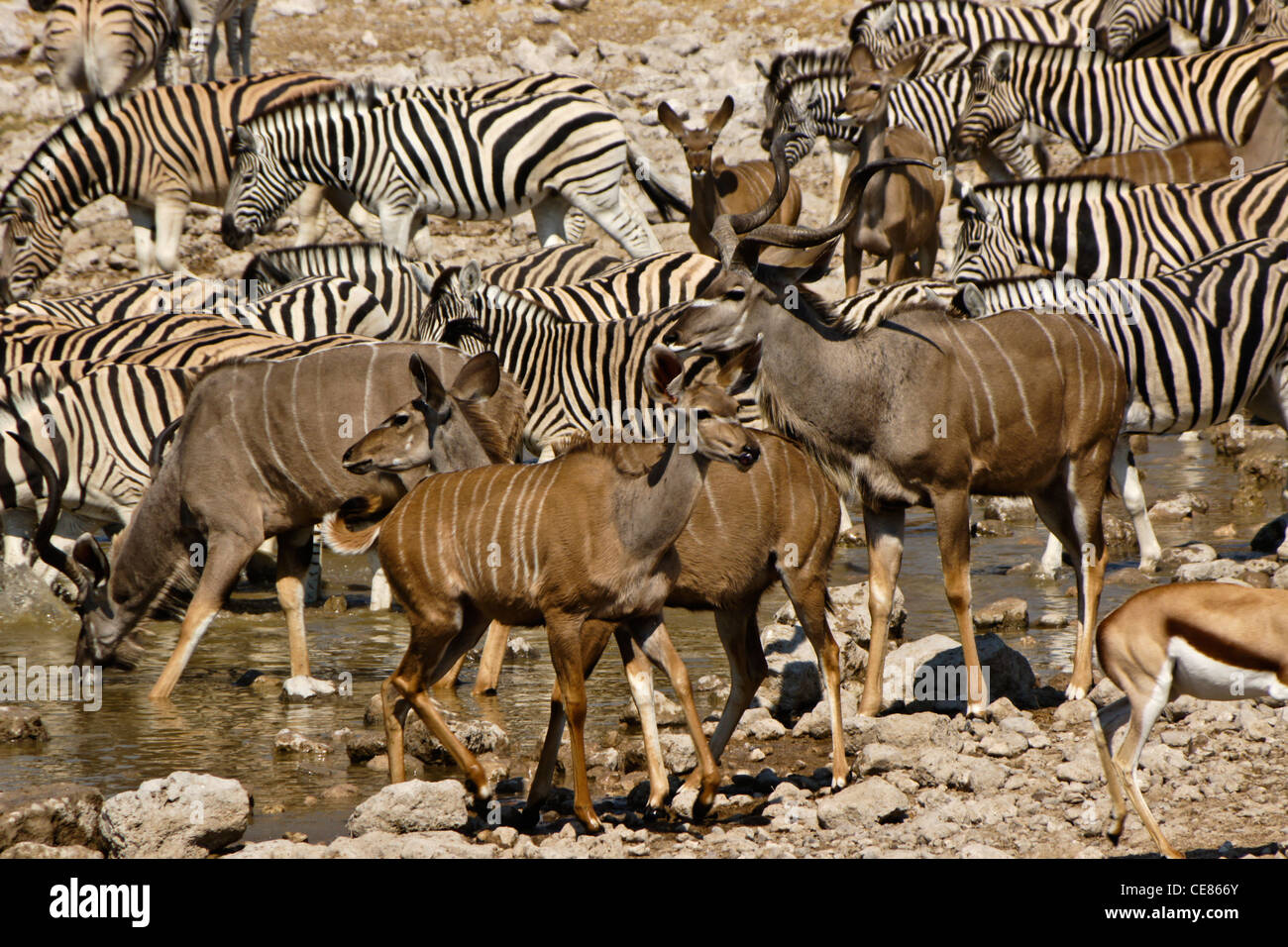 Größere Kudus und Zebras am Wasserloch, Okaukuejo, Etosha NP, Namibia Stockfoto