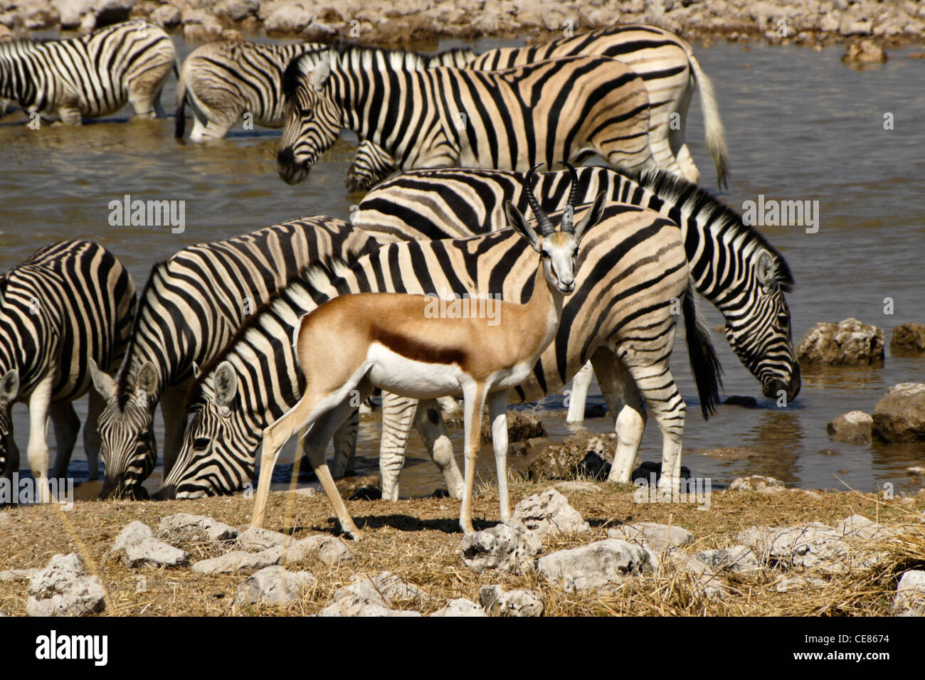 Springböcke und Zebras am Wasserloch, Okaukuejo, Etosha NP, Namibia Stockfoto