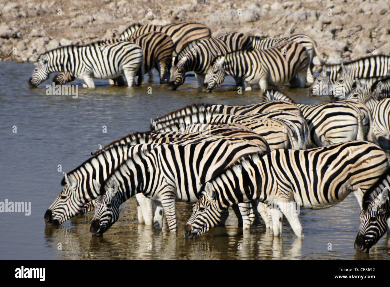 Zebras am Wasserloch, Okaukuejo, Etosha Nationalpark, Namibia Stockfoto