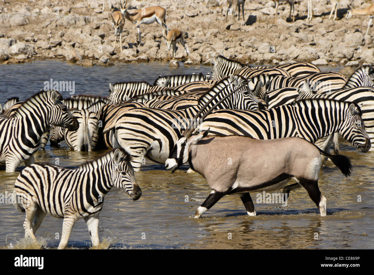 Gemsbock und Ebenen Zebras am Wasserloch, Okaukuejo, Etosha NP, Namibia Stockfoto