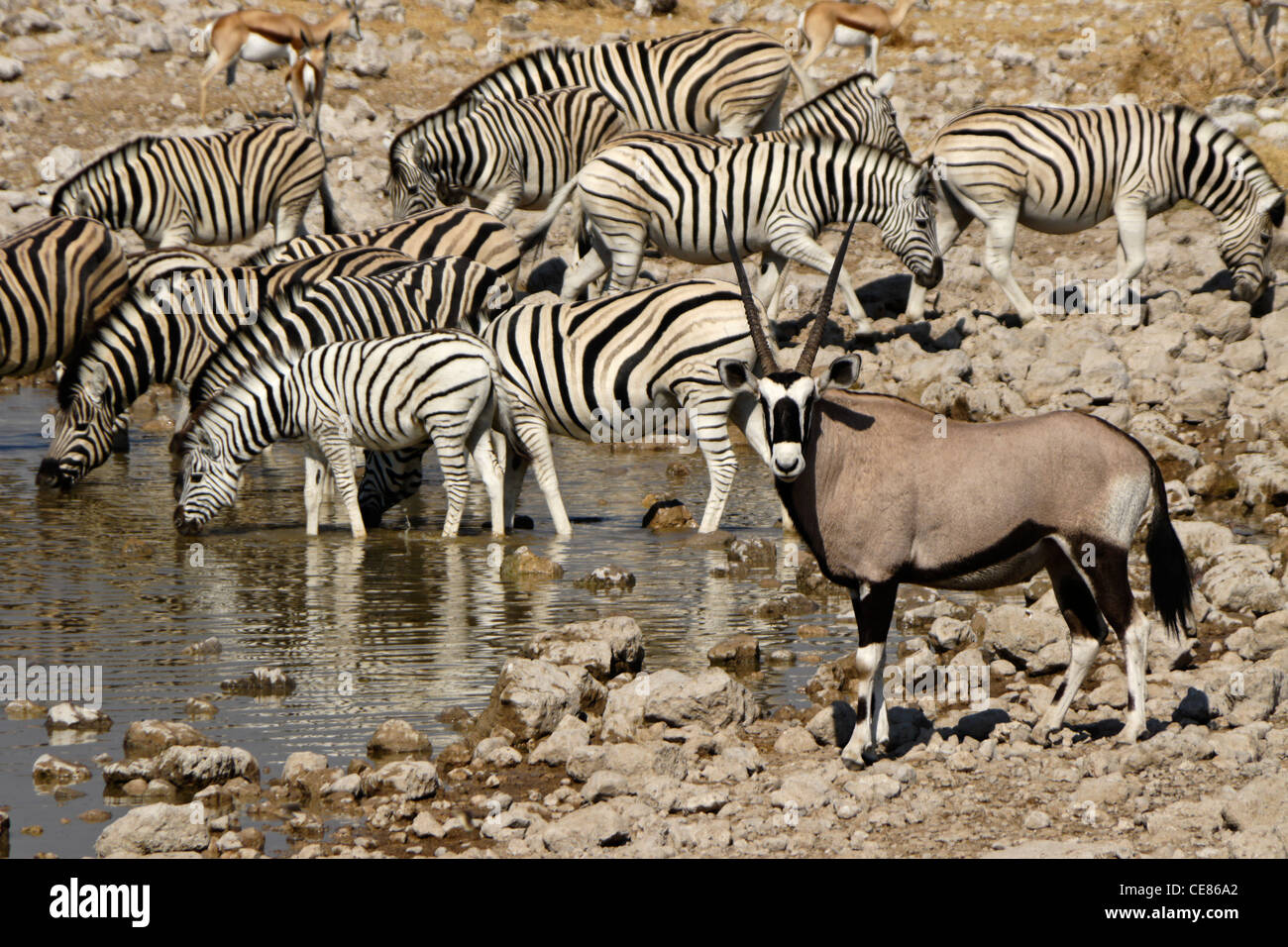 Gemsbock und Ebenen Zebras am Wasserloch, Okaukuejo, Etosha NP, Namibia Stockfoto