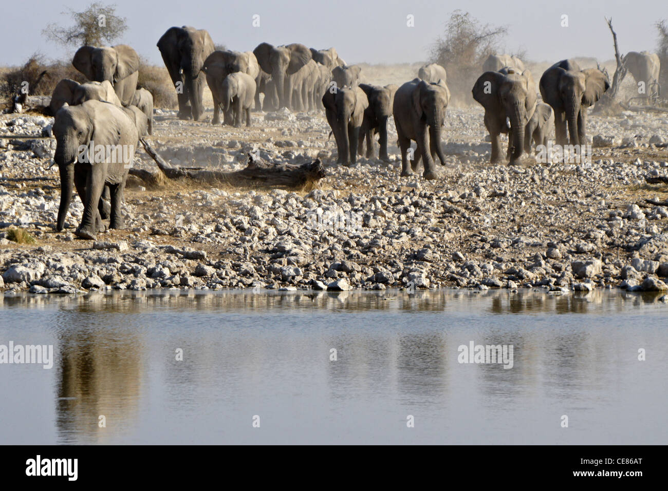 Elefanten Herde kommen zum Wasserloch, Okaukuejo, Etosha Nationalpark, Namibia Stockfoto