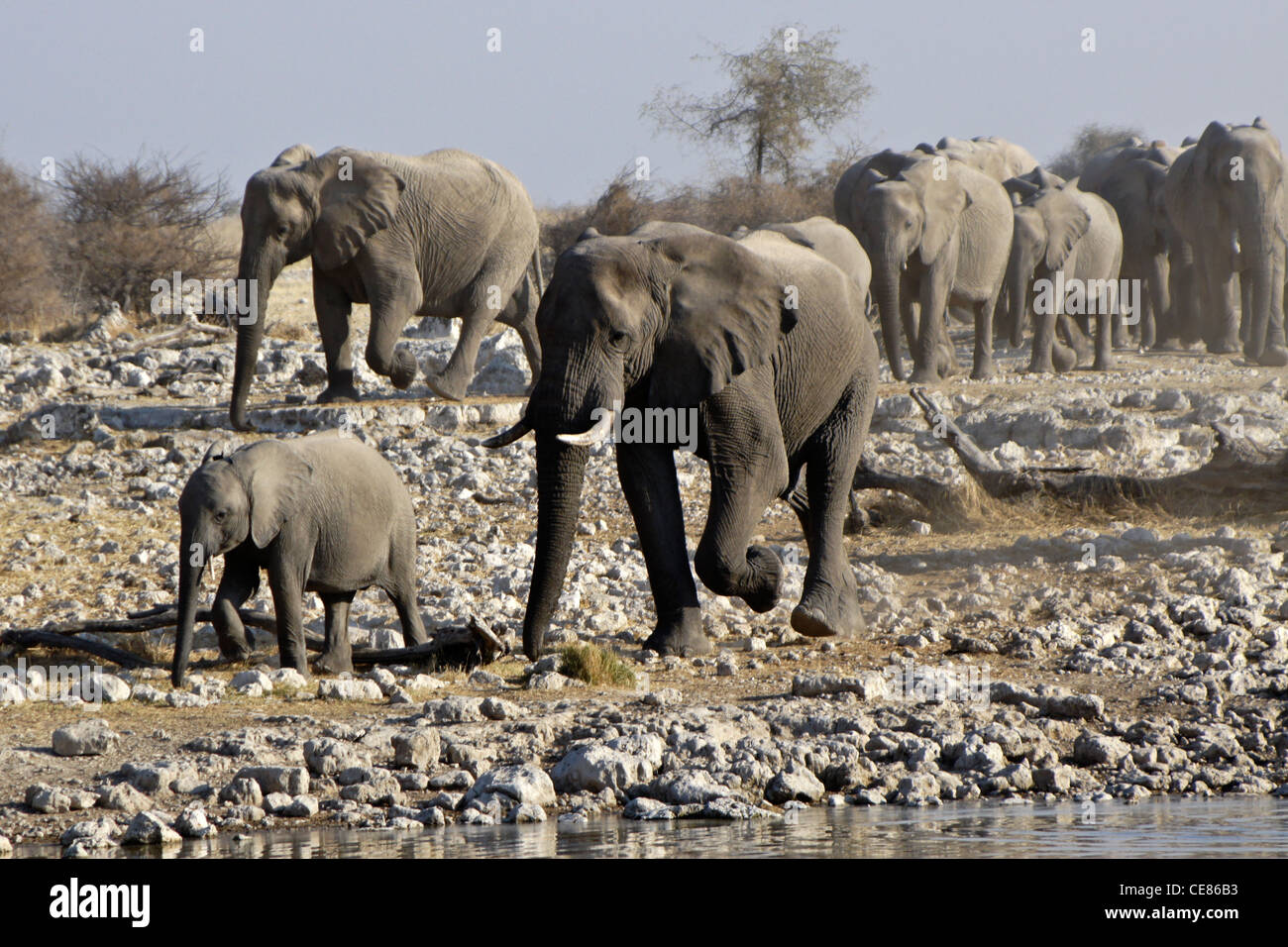 Elefanten Herde kommen zum Wasserloch, Okaukuejo, Etosha Nationalpark, Namibia Stockfoto