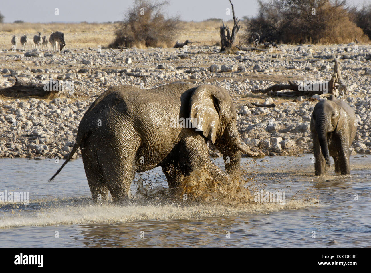 Elefanten am Wasserloch, Okaukuejo, Etosha Nationalpark, NamibiaSONY DSC Stockfoto