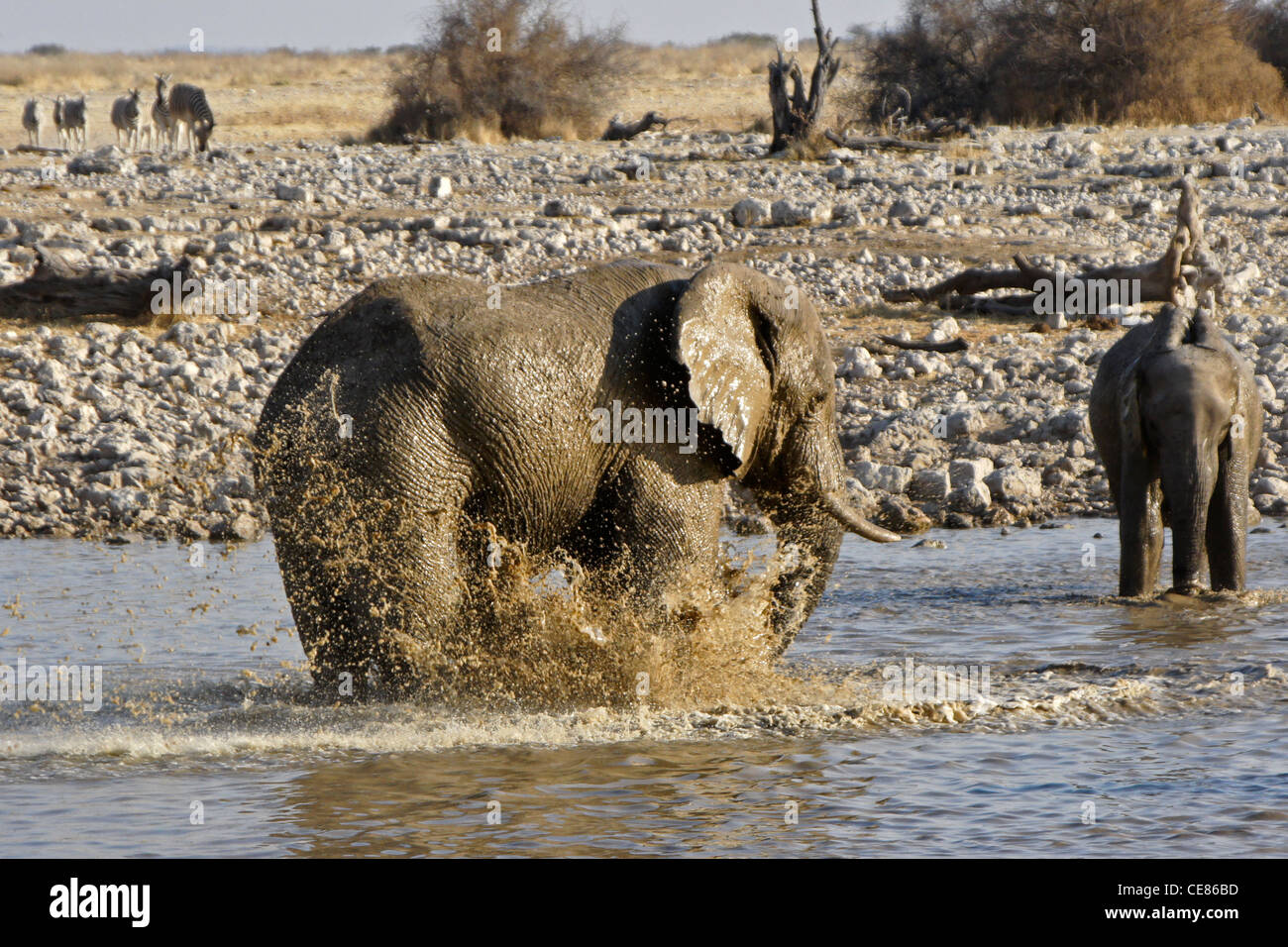 Elefanten am Wasserloch, Okaukuejo, Etosha Nationalpark, Namibia Stockfoto