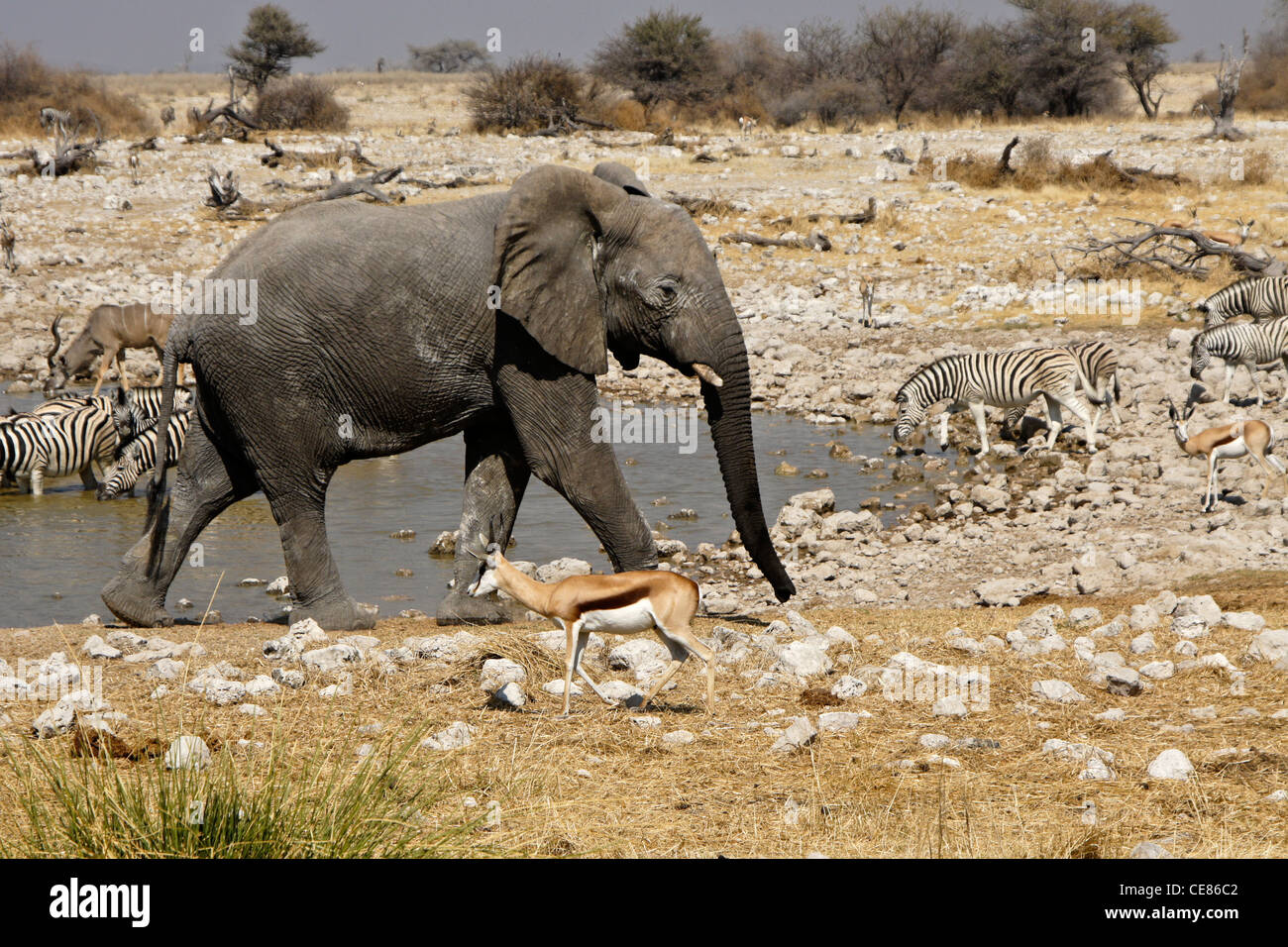 Elefanten und andere Tiere am Wasserloch, Okaukuejo, Etosha NP, Namibia Stockfoto
