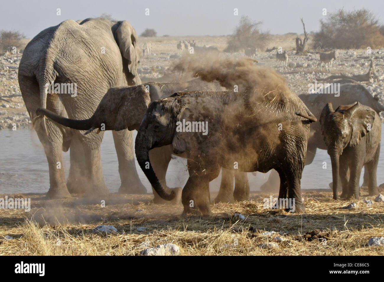 Elefanten am Wasserloch, Okaukuejo, Etosha NP, Namibia Staub Bad zu nehmen Stockfoto