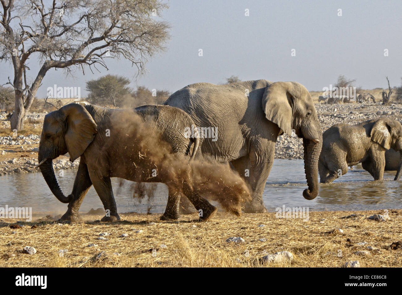Elefanten am Wasserloch, Okaukuejo, Etosha NP, Namibia Staub Bad zu nehmen Stockfoto