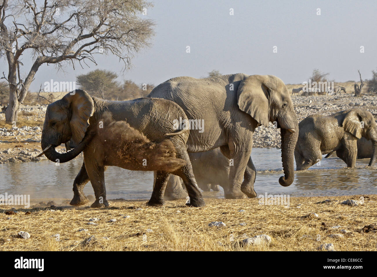 Elefanten am Wasserloch, Okaukuejo, Etosha NP, Namibia Staub Bad zu nehmen Stockfoto