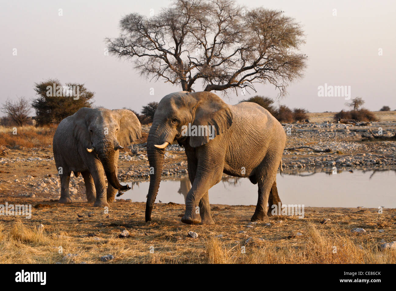 Elefantenbullen am Wasserloch, Okaukuejo, Etosha Nationalpark, Namibia Stockfoto