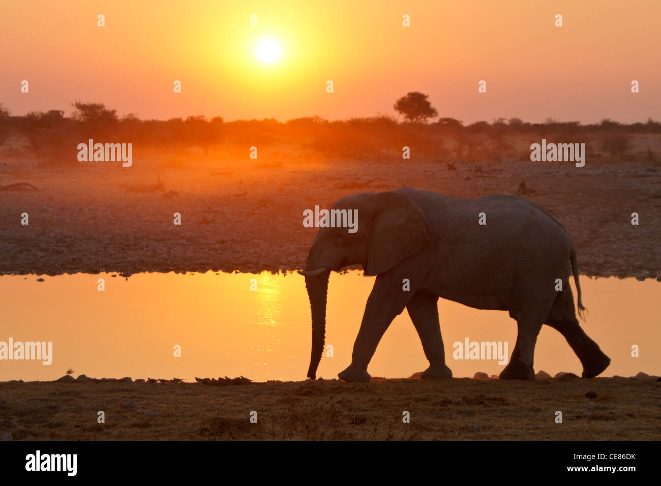 Elefanten am Wasserloch als die Sonne untergeht, Okaukuejo, Etosha NP, Namibia Stockfoto
