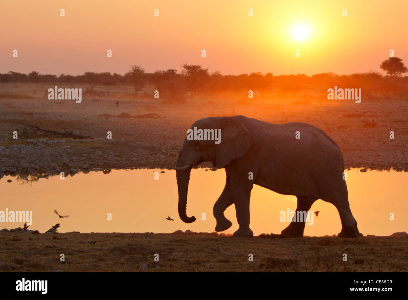 Elefanten am Wasserloch als die Sonne untergeht, Okaukuejo, Etosha NP, Namibia Stockfoto