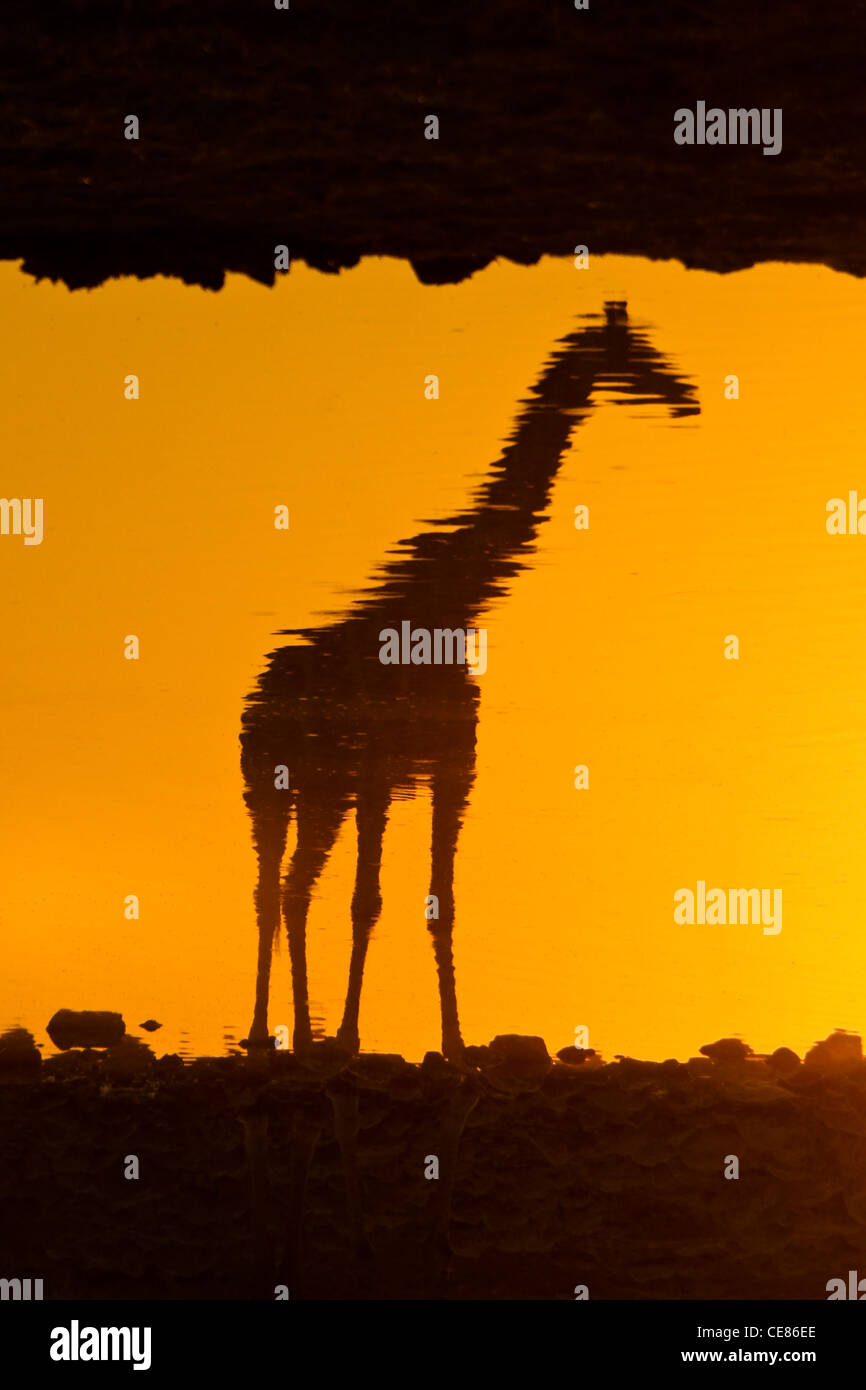Giraffe spiegelt sich im Wasserloch bei Sonnenuntergang, Etosha NP, Namibia Stockfoto