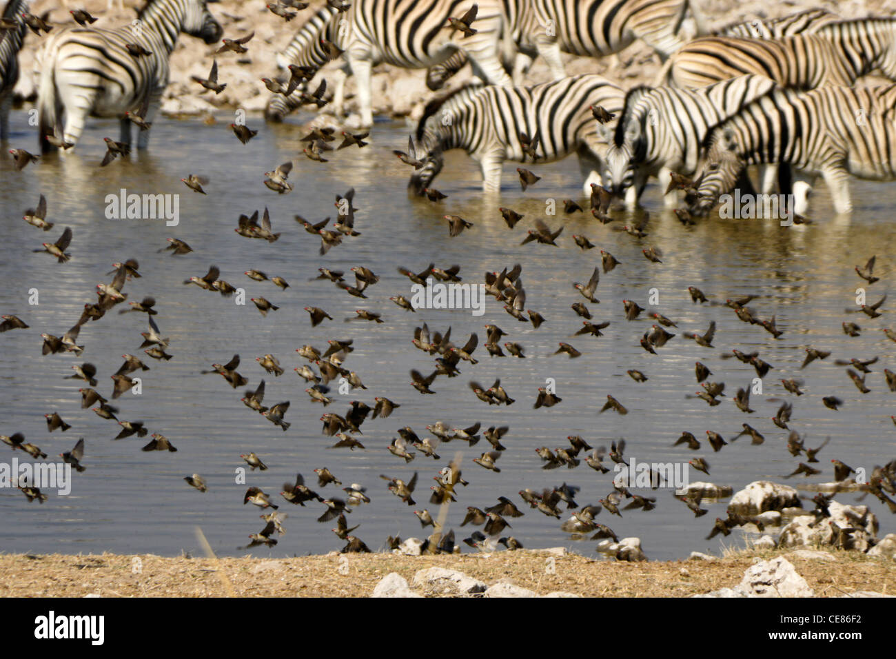 Rot-billed Queleas am Wasserloch mit Zebras, Okaukuejo, Etosha NP, Namibia Stockfoto