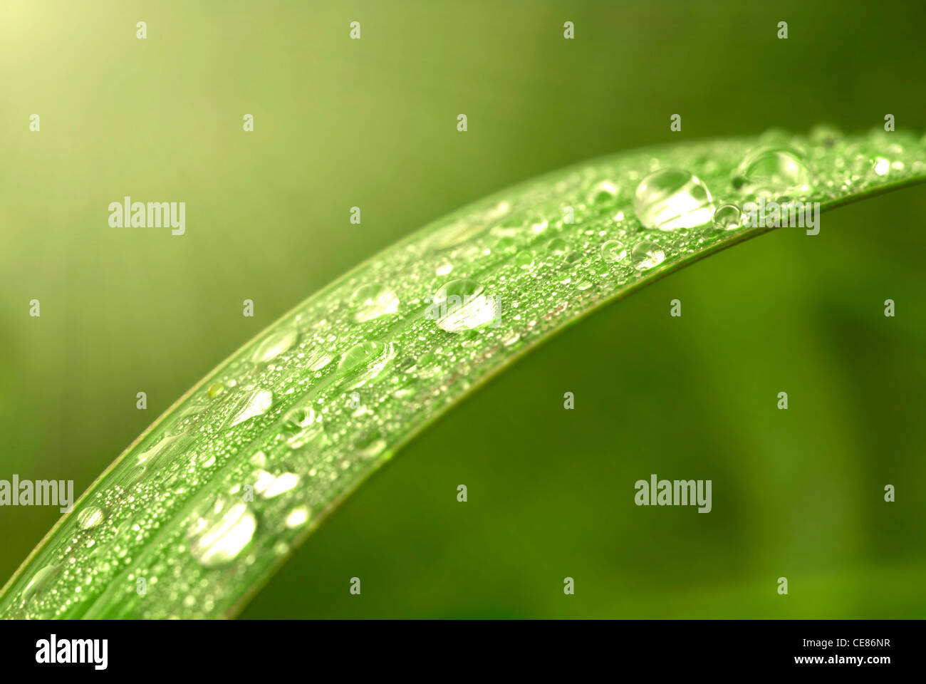 Grünes Blatt mit Tau in Stockfoto