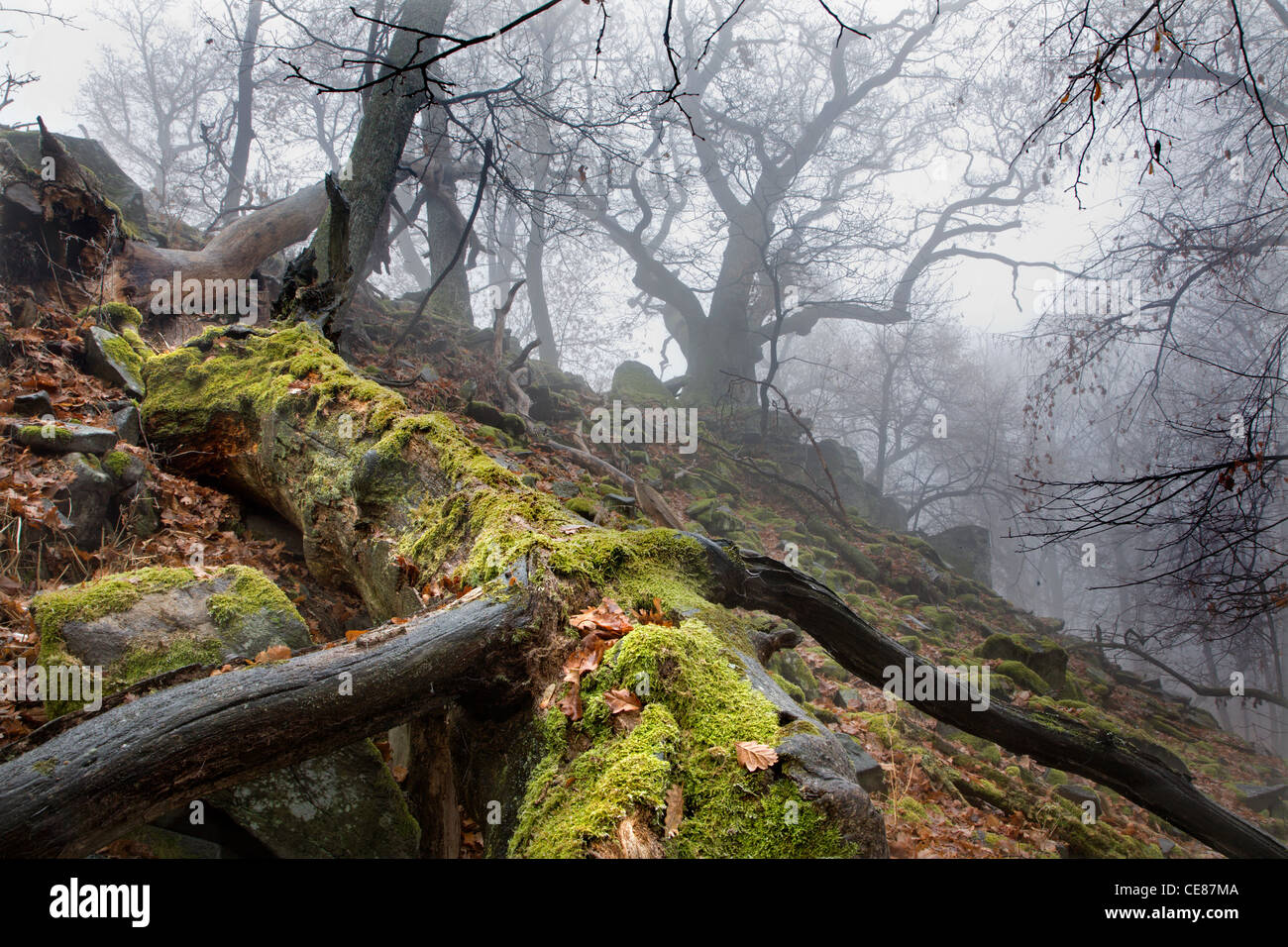 herbstlichen Wald im Nebel - Stammzellen Stockfoto