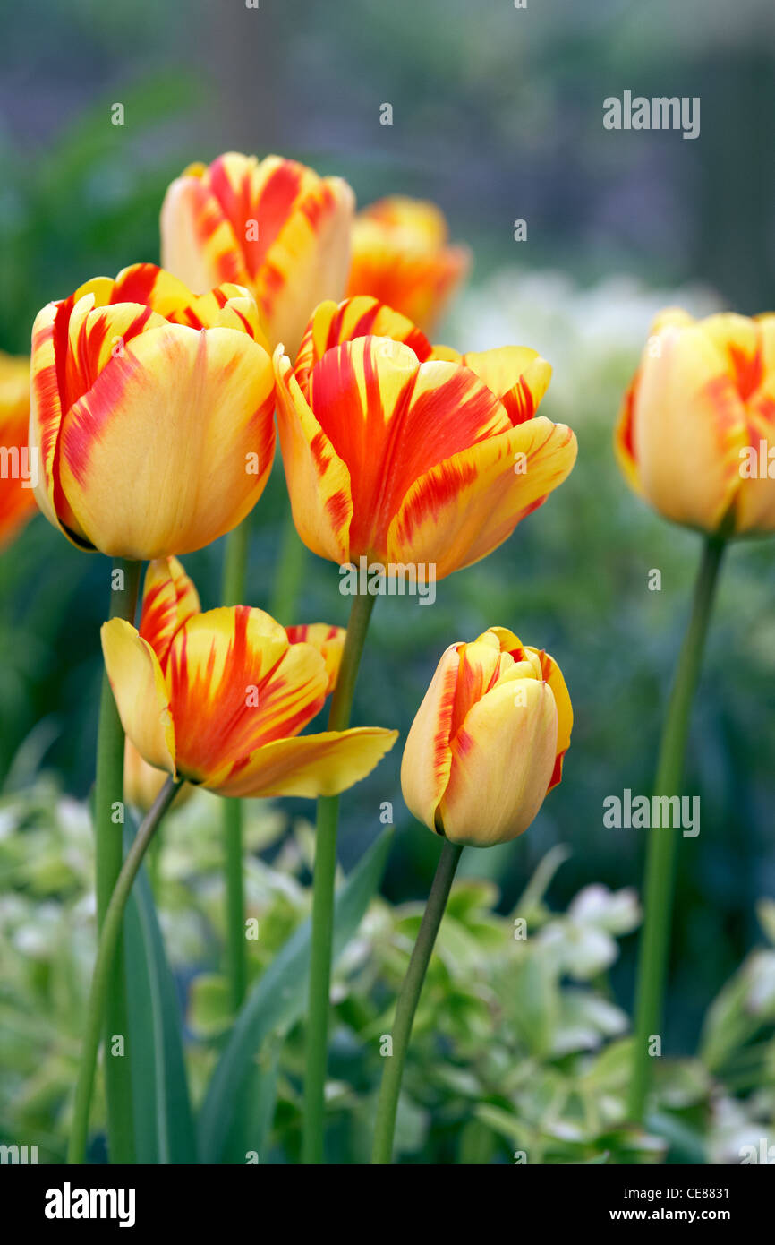 Tulpen in einem englischen Garten Stockfoto