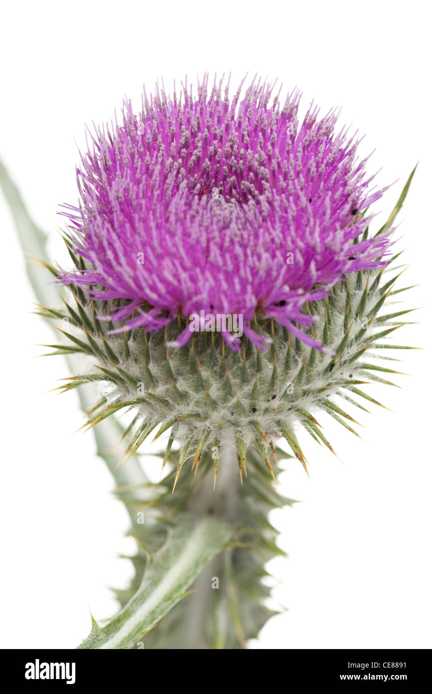 lila, einzelne stachelige Distel auf weißem Hintergrund Stockfoto