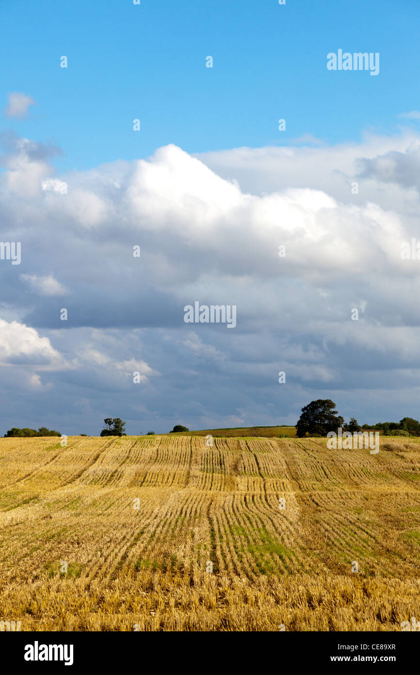 Abgeernteten Weizenfeld North Yorkshire Stockfoto