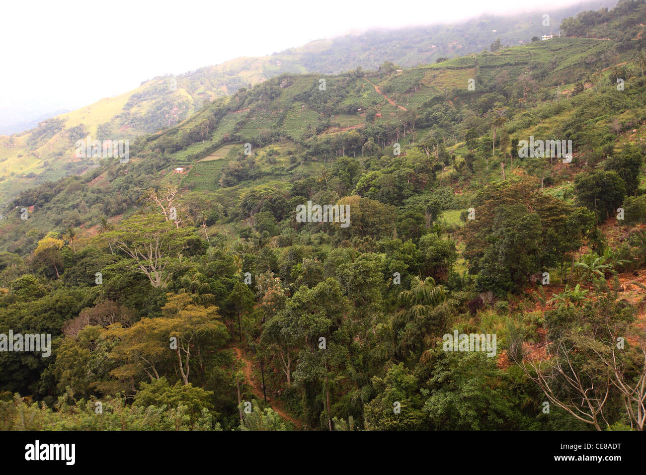 Sri Lanka, Provinz, Sabaragamuwa, Landwirtschaft in den Bergen Stockfoto