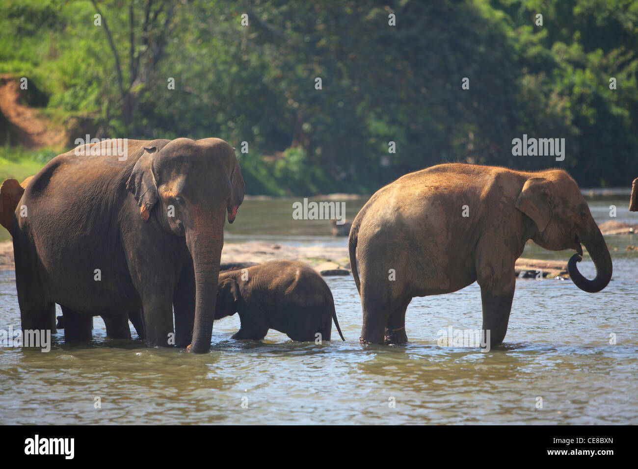 Elefanten in Sri Lanka, Pinnewela Elephant Orphanage, Pinnewala Elephant Sanctuary Stockfoto