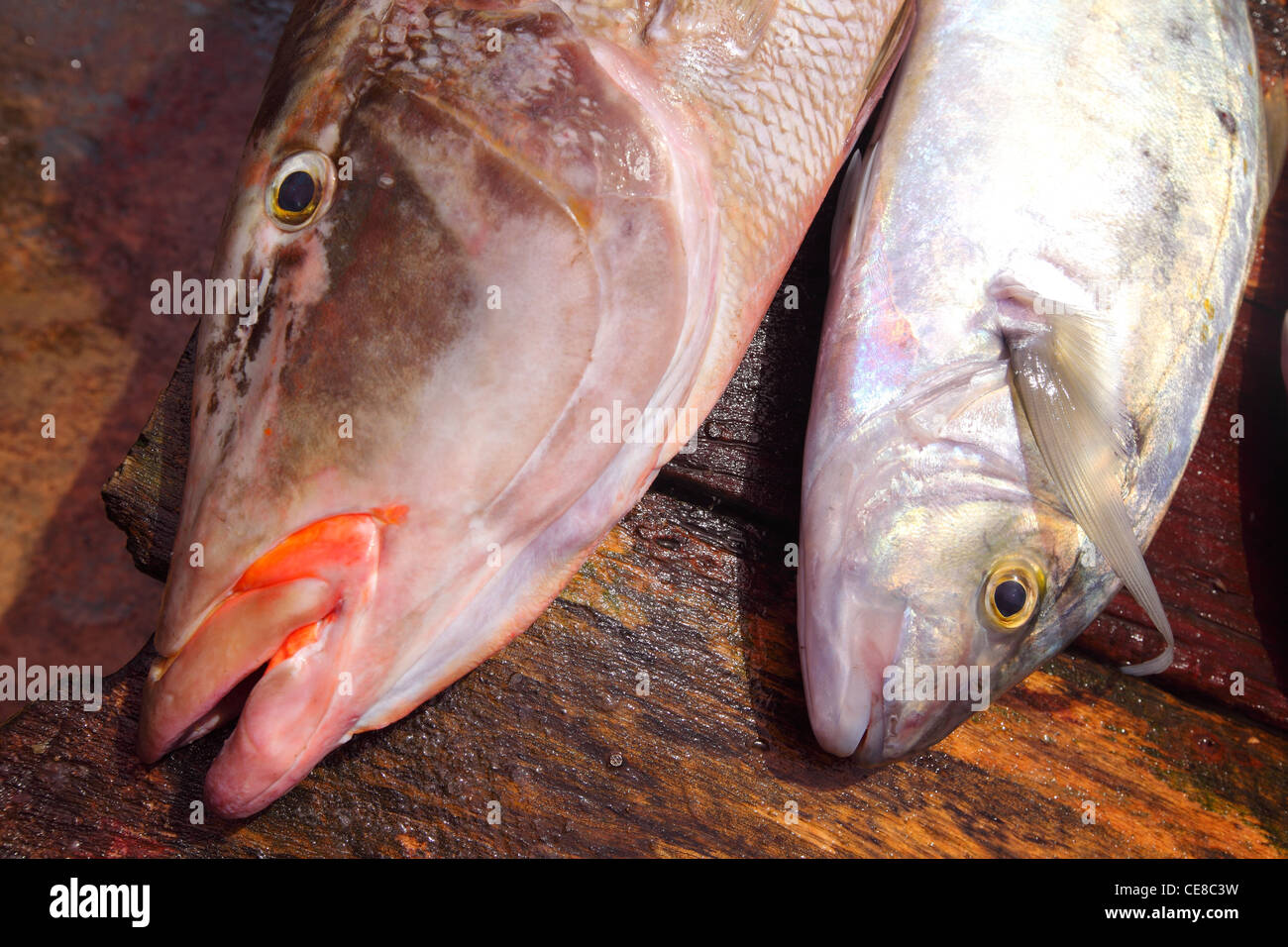 Sri Lanka, Western Province, Negombo, Fisch, Markt, Fischmarkt, Essen, Fischen, im freien Stockfoto