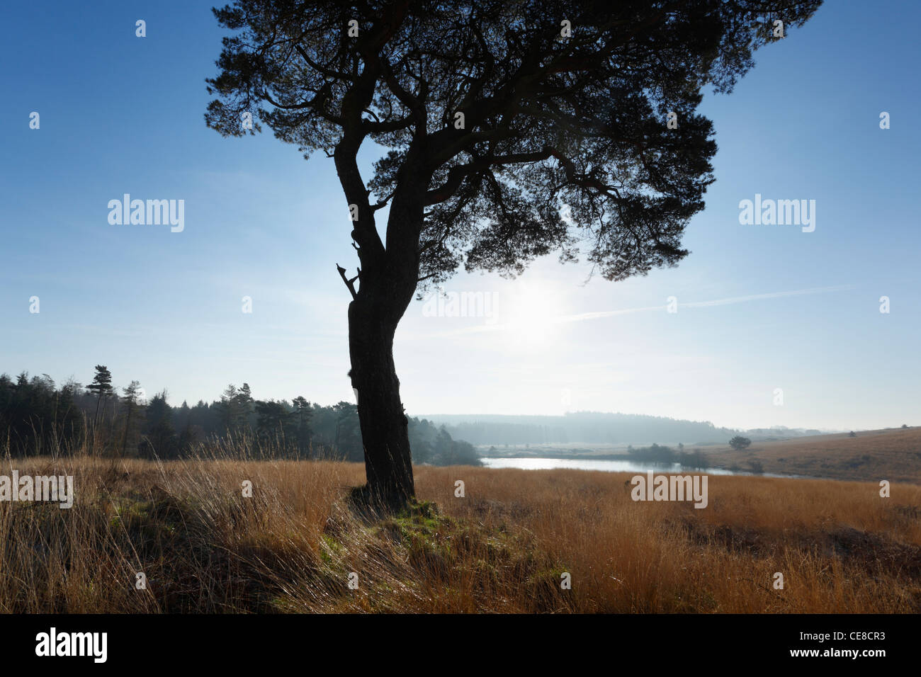 Lone Pine Tree auf dem North Hill in Mendip Hills. Somerset. England. VEREINIGTES KÖNIGREICH. Stockfoto