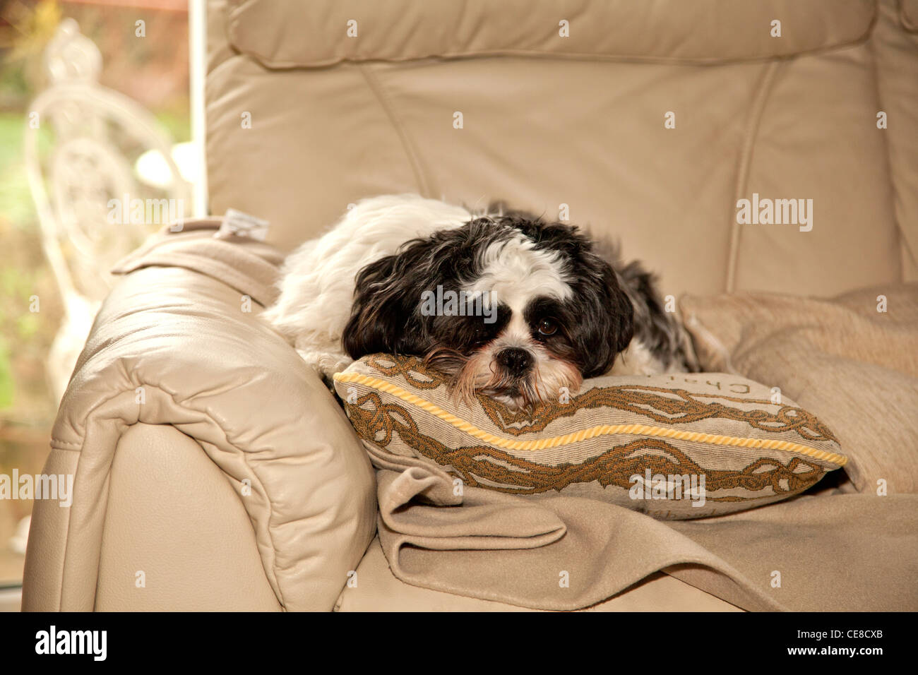 Lahsa Apso Hund ruht in Komfort Stockfoto