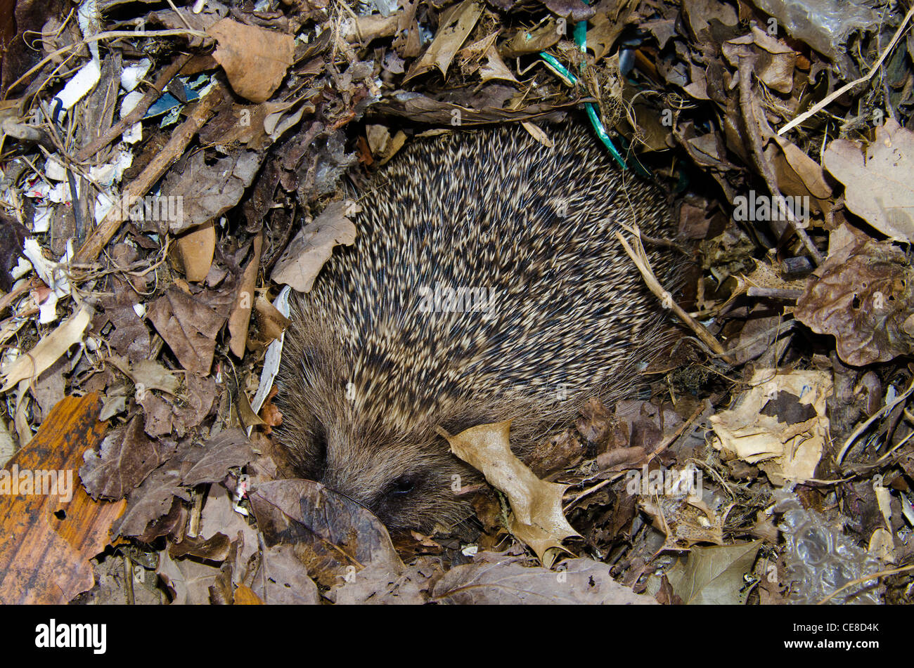 Igel winter Fotos und Bildmaterial in hoher Auflösung Alamy
