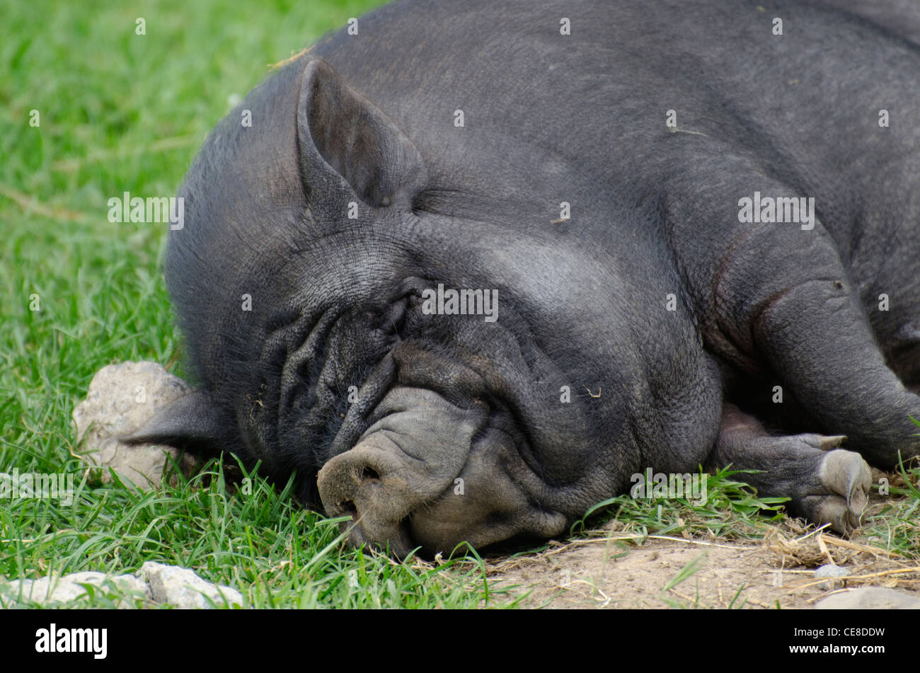 Vietnamesische Schweinchen schlafen. Stockfoto