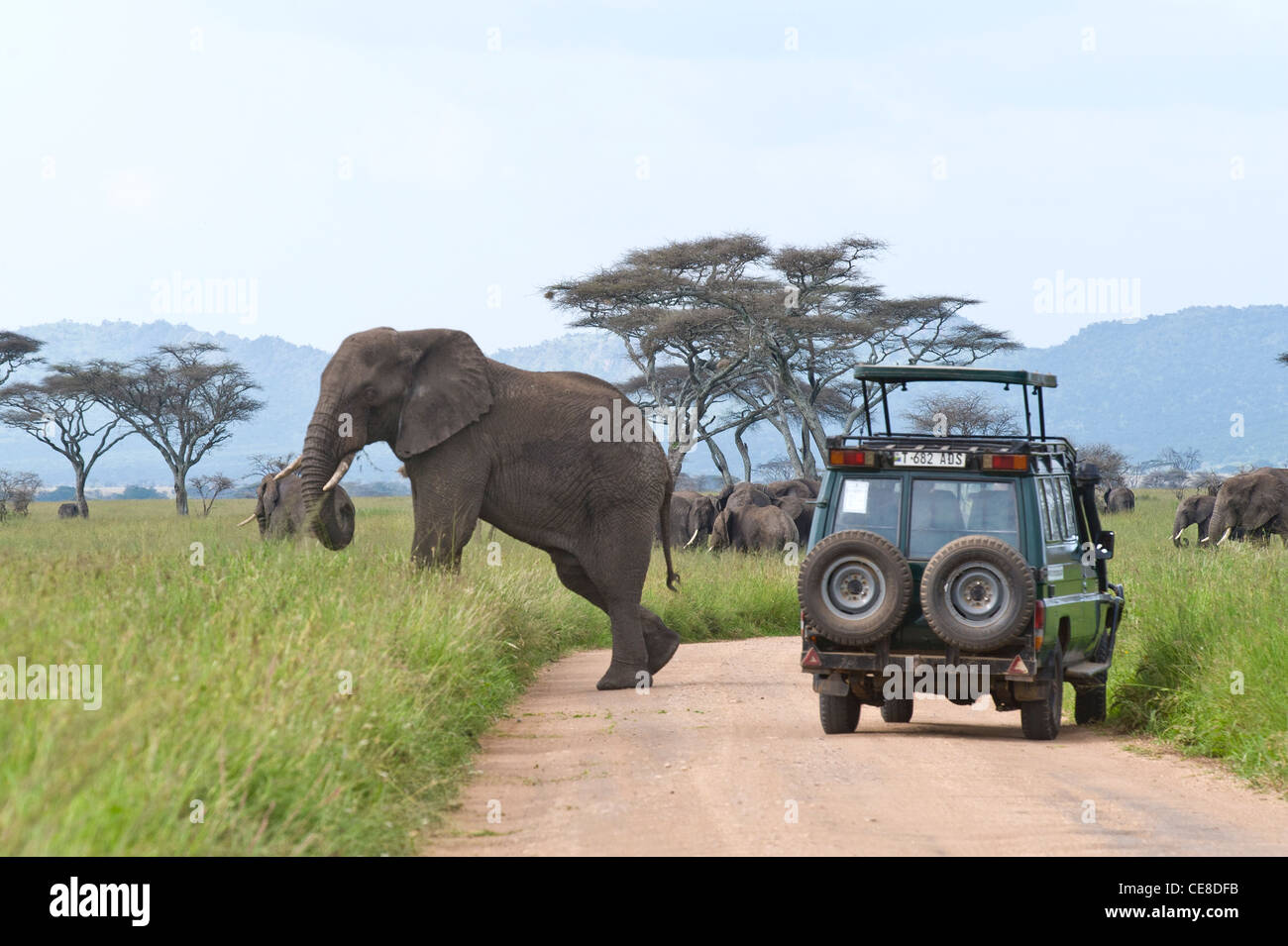 Touristen, die gerade Elefanten Loxodonta Africana überqueren die Raod am Seronera in Serengeti, Tansania Stockfoto