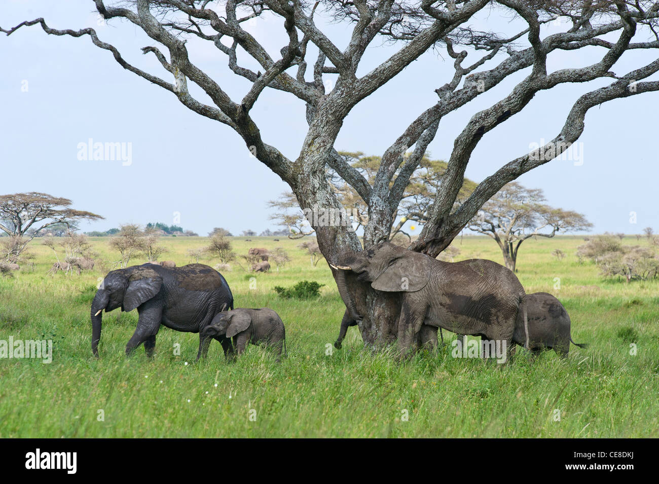 Elefanten-Gruppe Loxodonta Africana in Seronera in Serengeti, Tansania Stockfoto