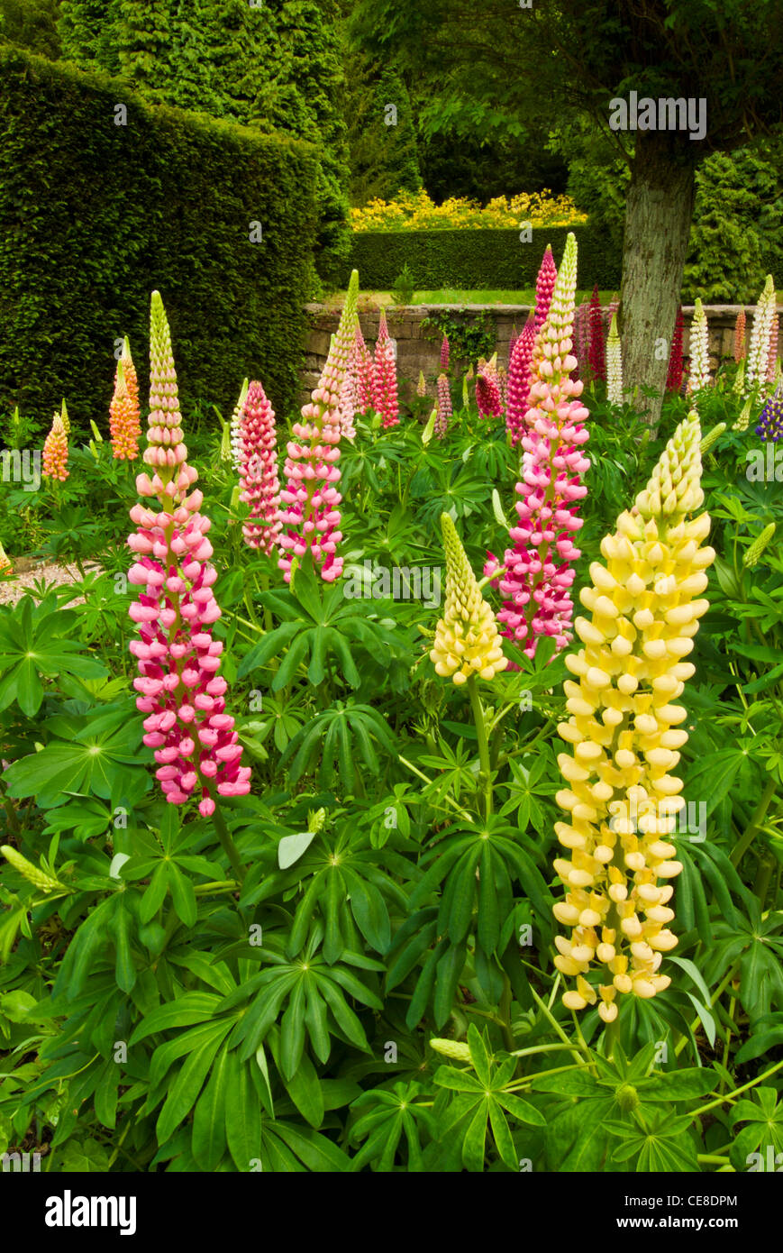 Lupinen in einem Garten England GB UK EU-Europa Stockfoto