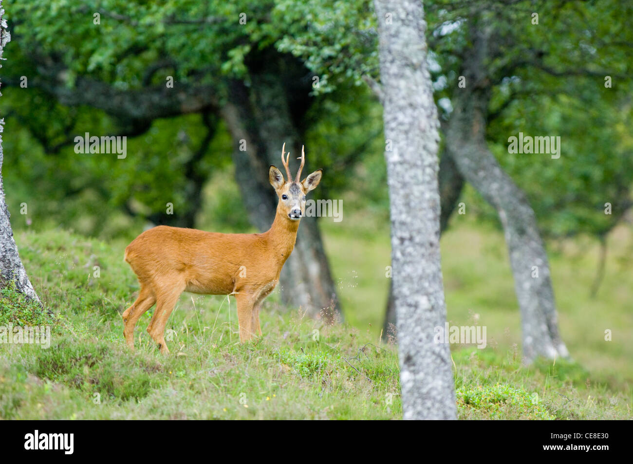 Reh-Bock im Birkenwald im Sommer Cairngorms. Stockfoto